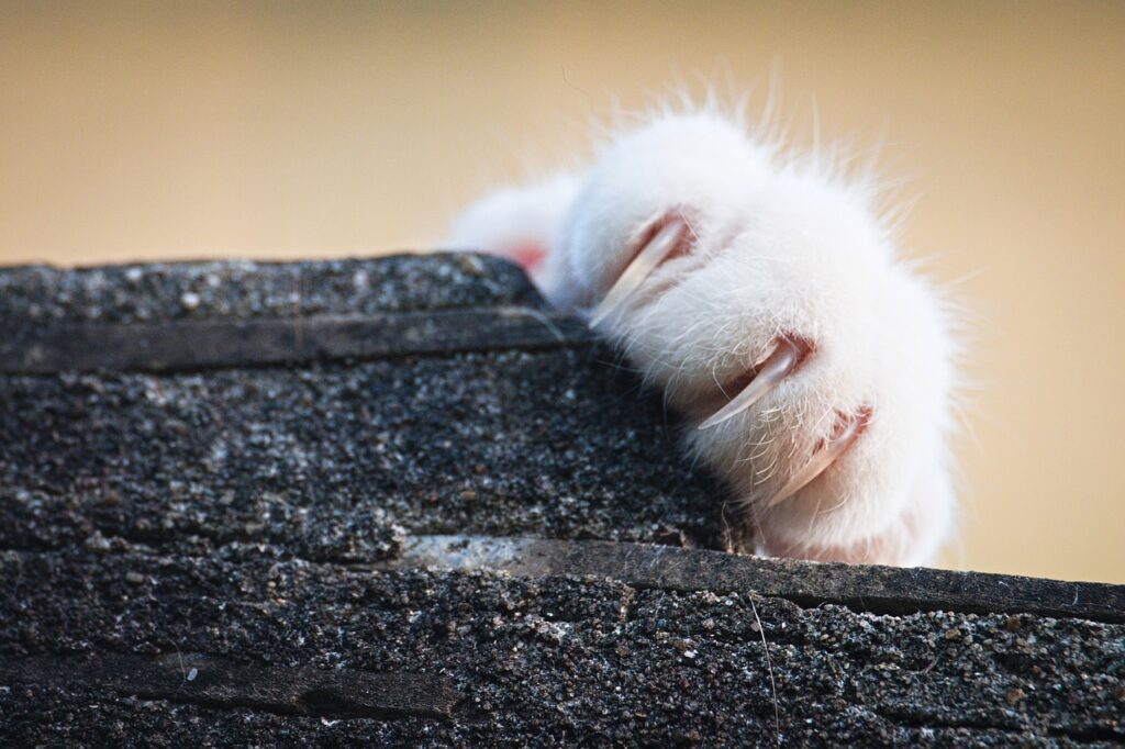 cat, nails, paw-7370205.jpg