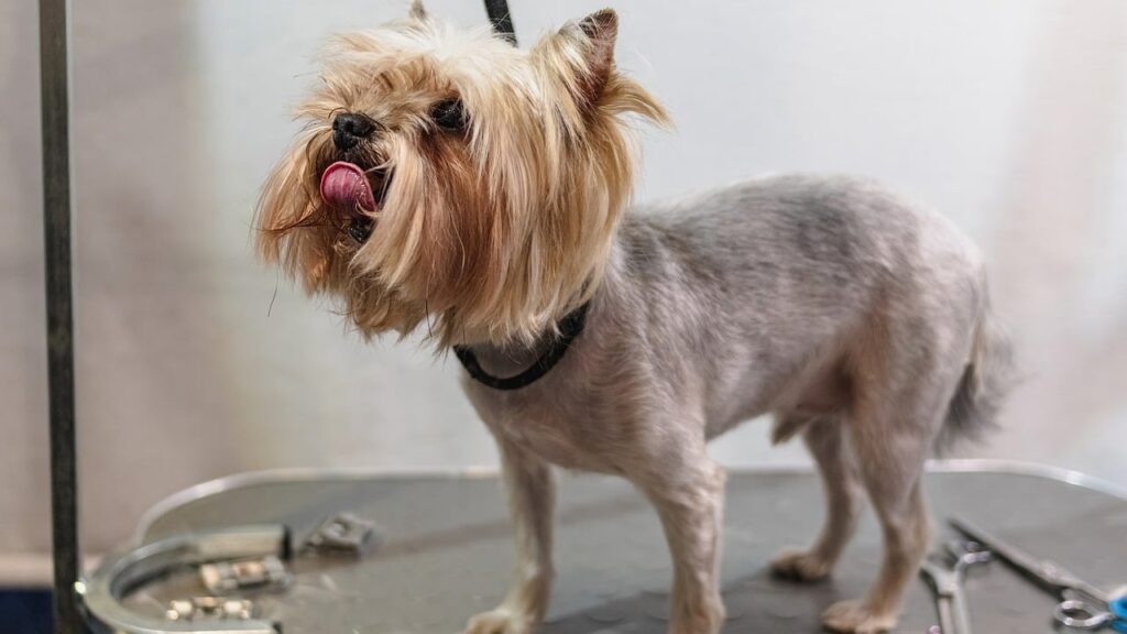 dog, grooming, hair-7565671.jpg